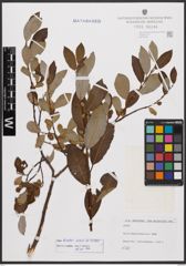 Salix bicolor Ehrh. ex Willd.